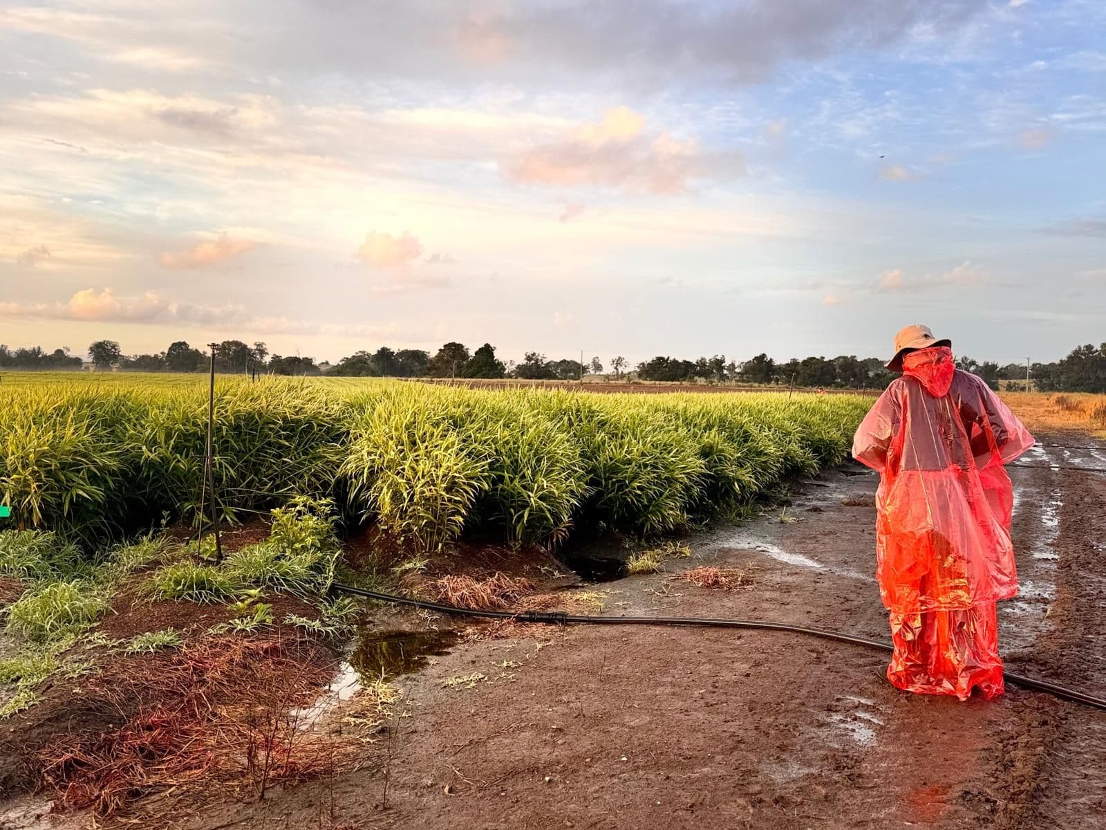 Backpackers travaillant dans une ferme en Australie